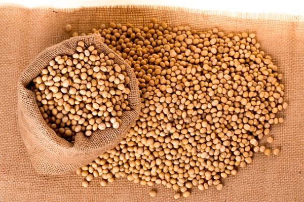 wholesale non-gmo soybean extract factory, soybean non gmo suppliers, soybean non gmo price, non gmo soybeans prices per ton, non gmo soybean specification, organic non gmo soybeans, non gmo soybean meal, non gmo soybean premiums, Organic soybean meal soyabean meal for animal feed, High Protein Quality Soybean Meal for Animal Feed, non gmo soy milk,