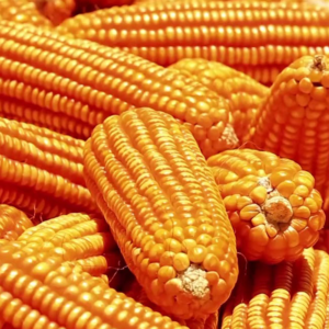 Non GMO yellow corn, non gmo yellow corn, Non GMO yellow corn suppliers